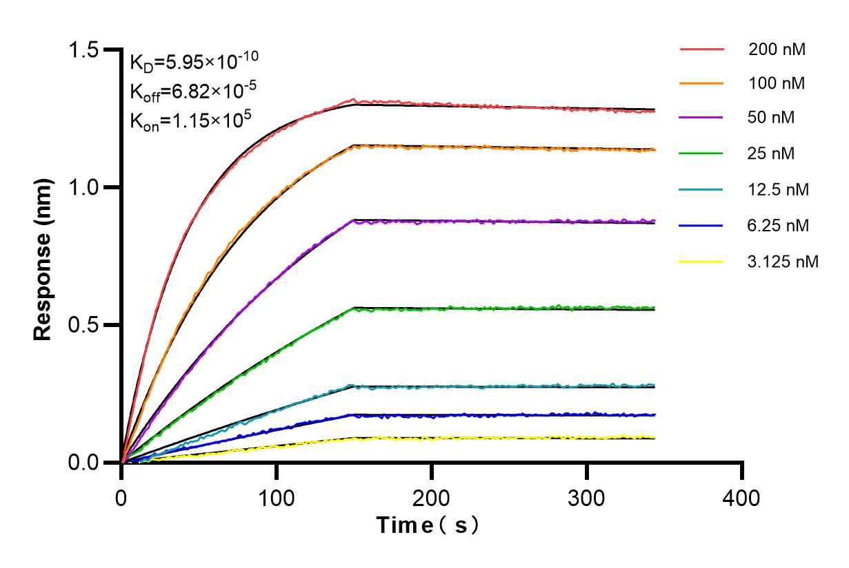 Affinity and Kinetic Characterization of 84033-2-RR