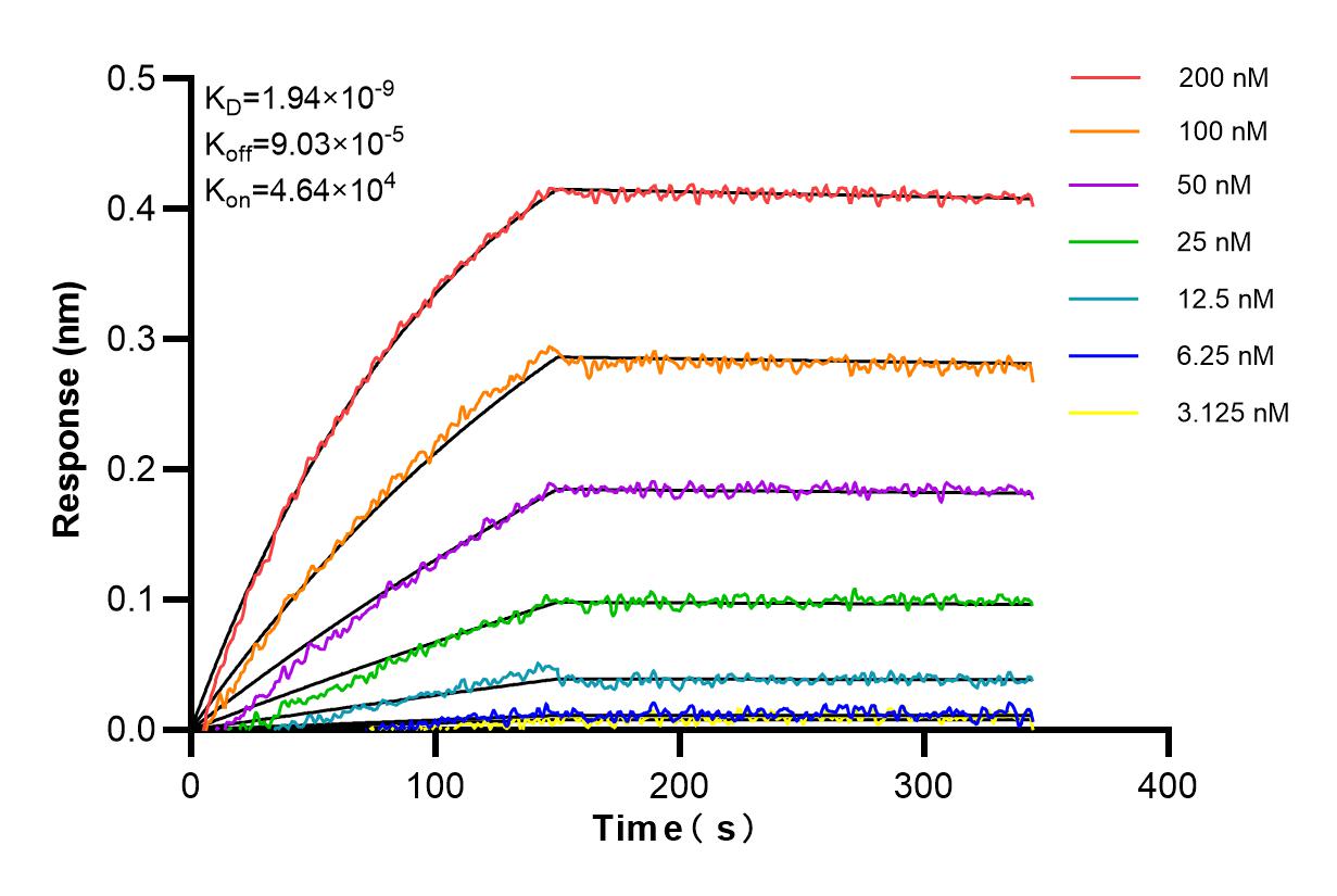 Affinity and Kinetic Characterization of 84033-3-RR