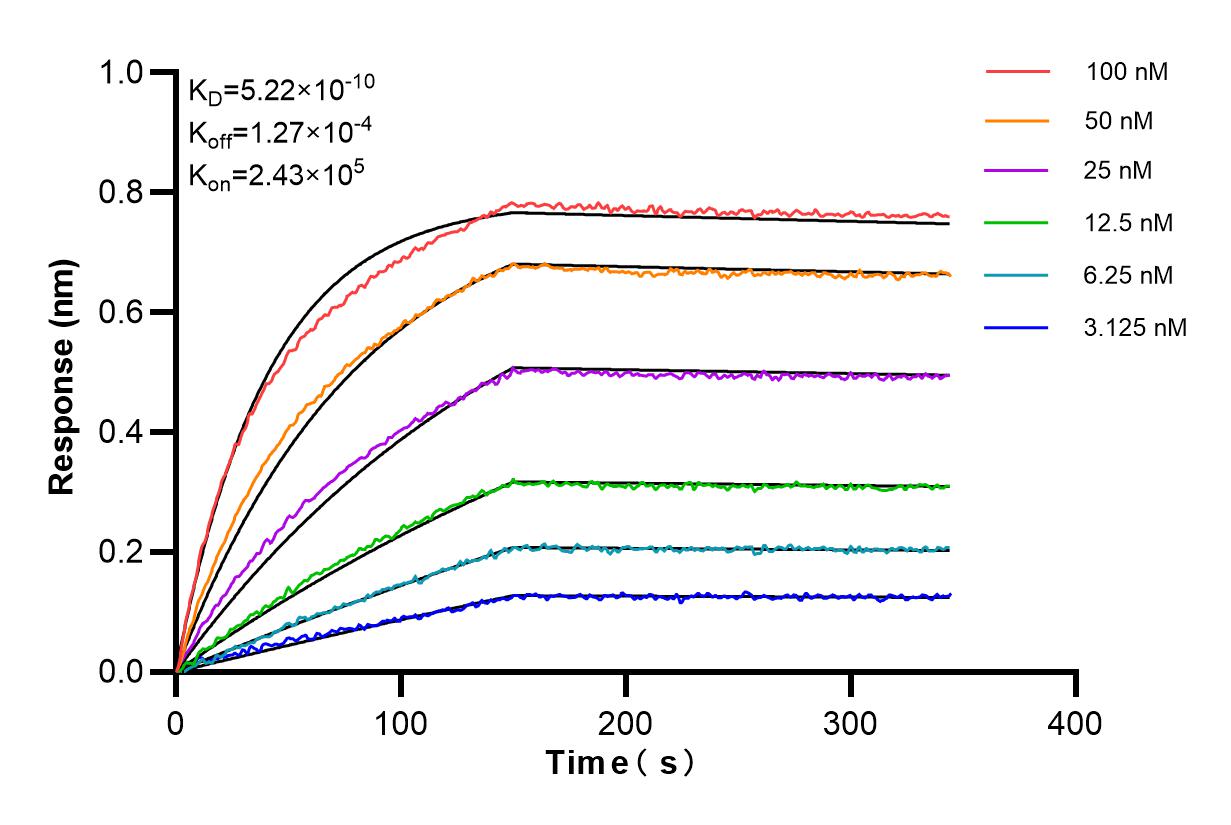 Affinity and Kinetic Characterization of 84034-5-RR