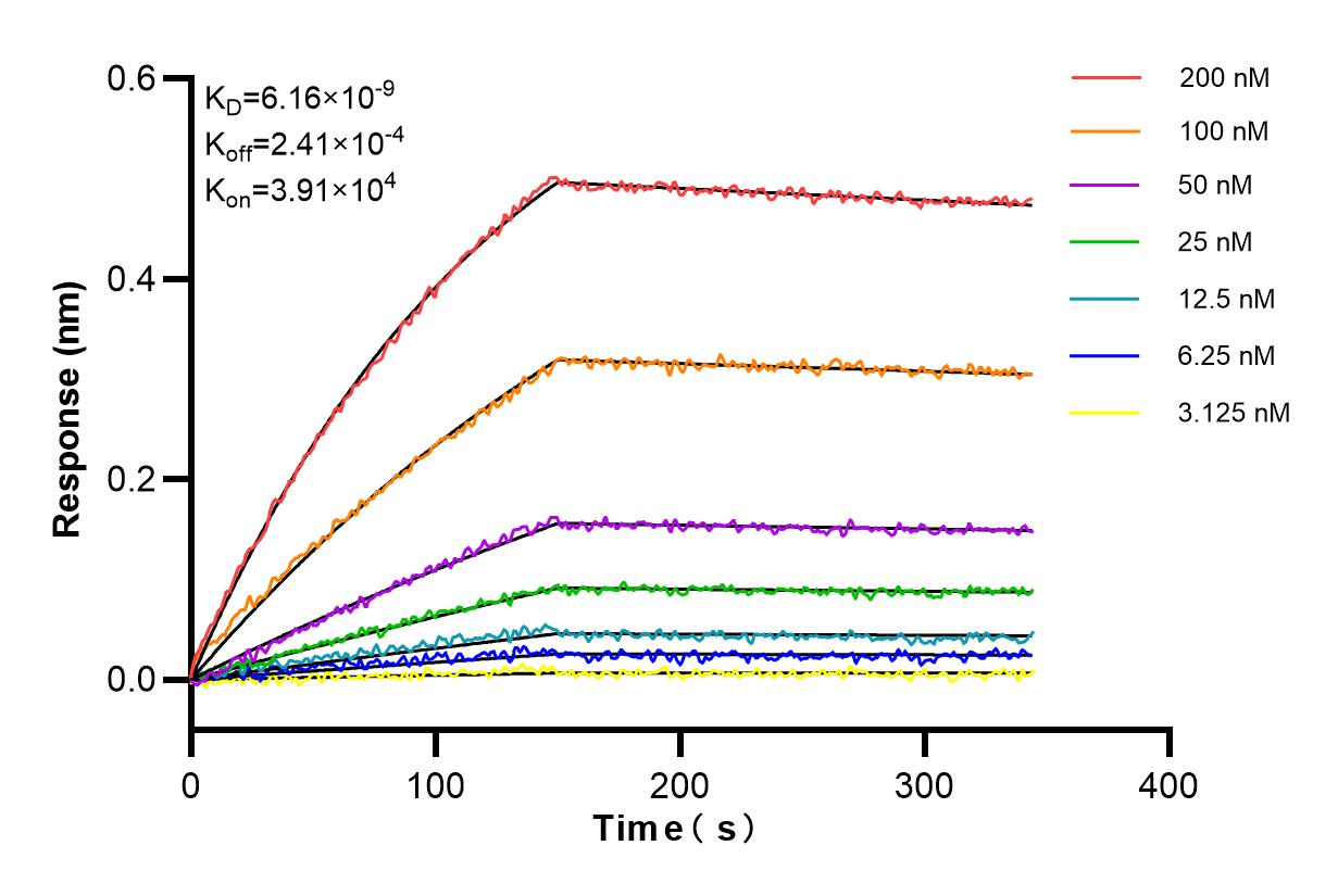 Affinity and Kinetic Characterization of 84038-3-RR