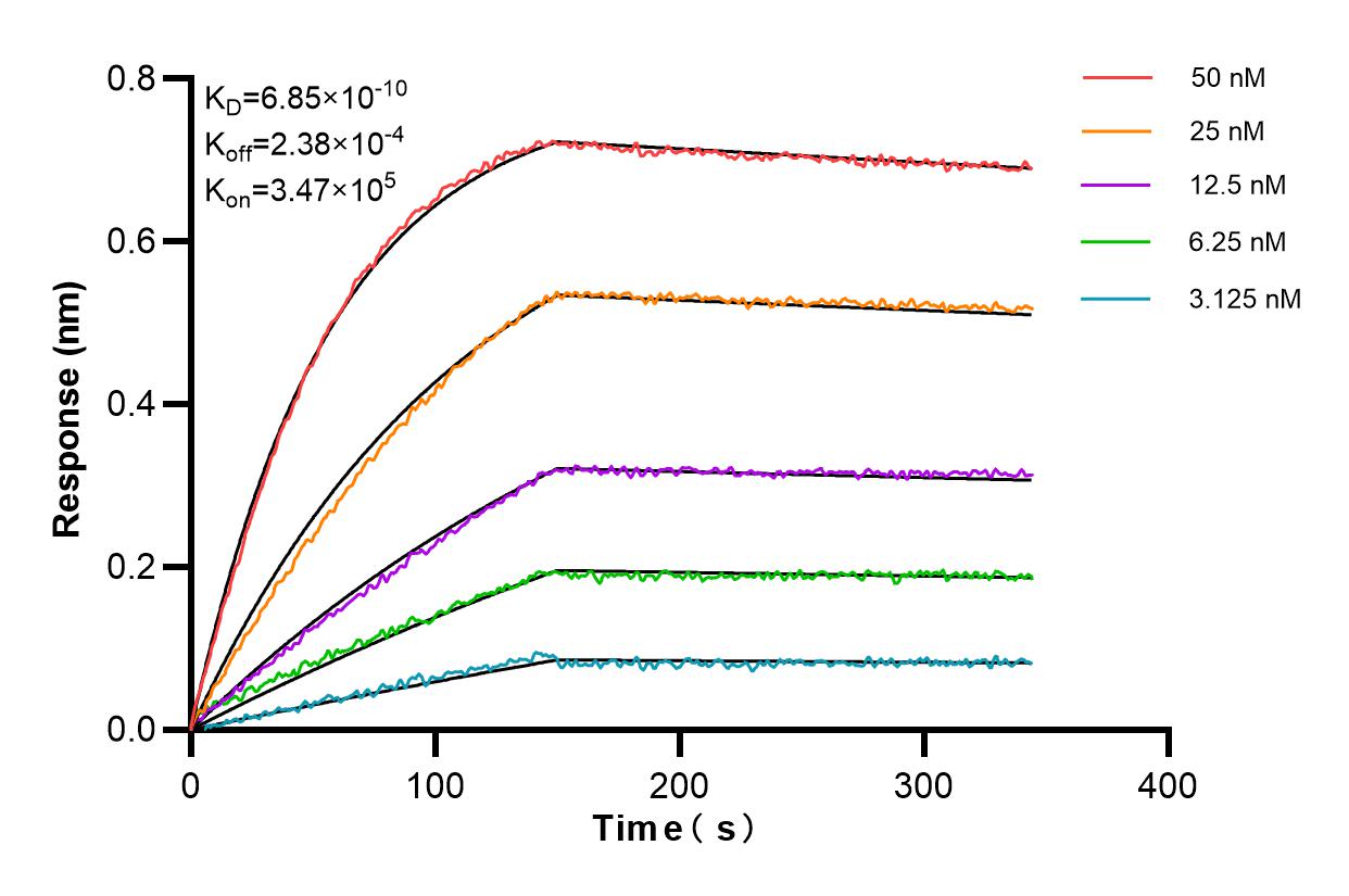 Affinity and Kinetic Characterization of 84039-6-RR