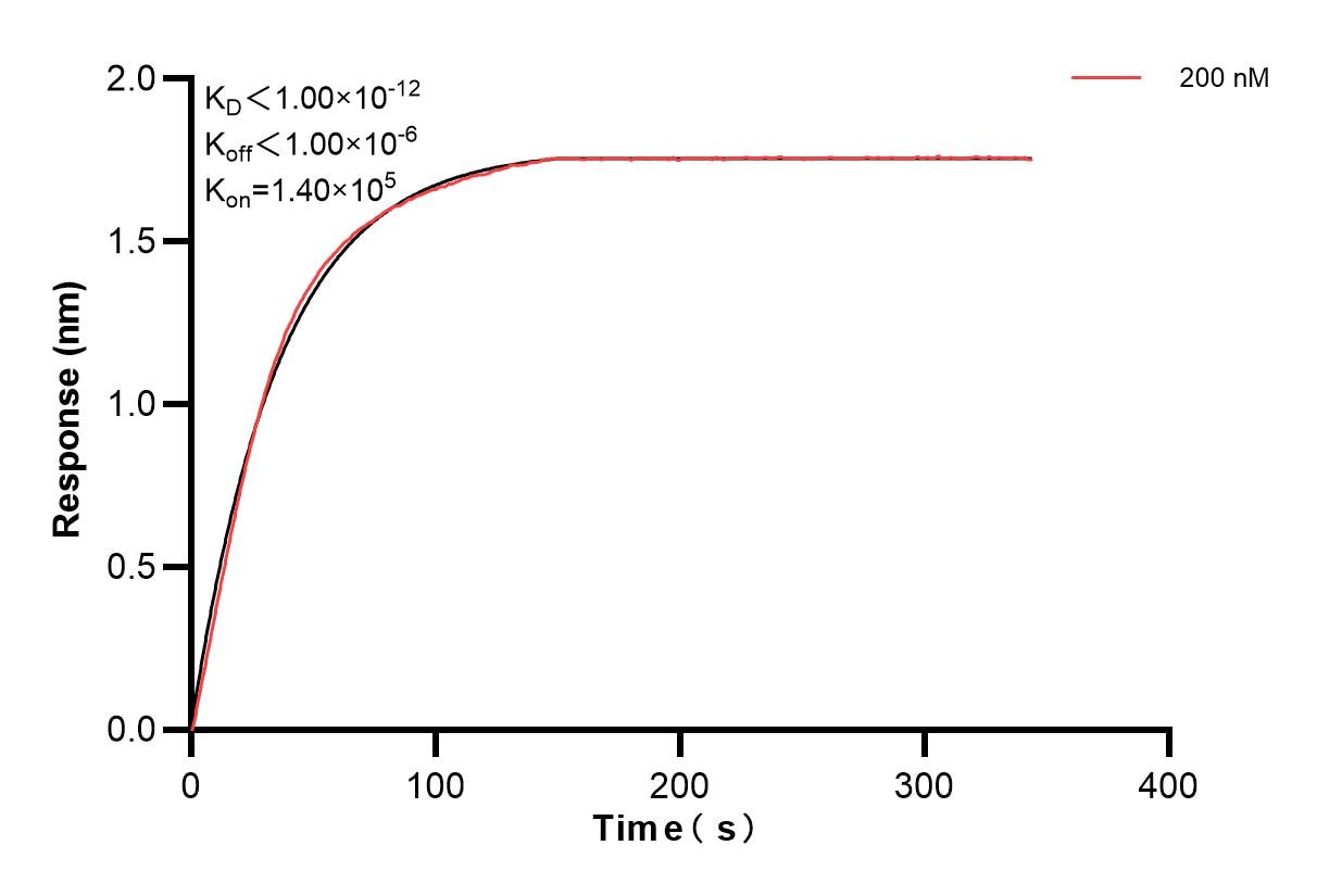 Biolayer interferometry (BLl) kinetic assay of 84055-2-PBS against Human MIRO1 was performed. The affinity constant is below 1 pM. Affinity of 84055-2-PBS
