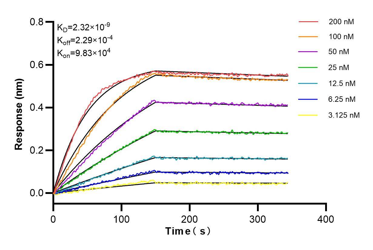 Affinity and Kinetic Characterization of 84058-3-RR