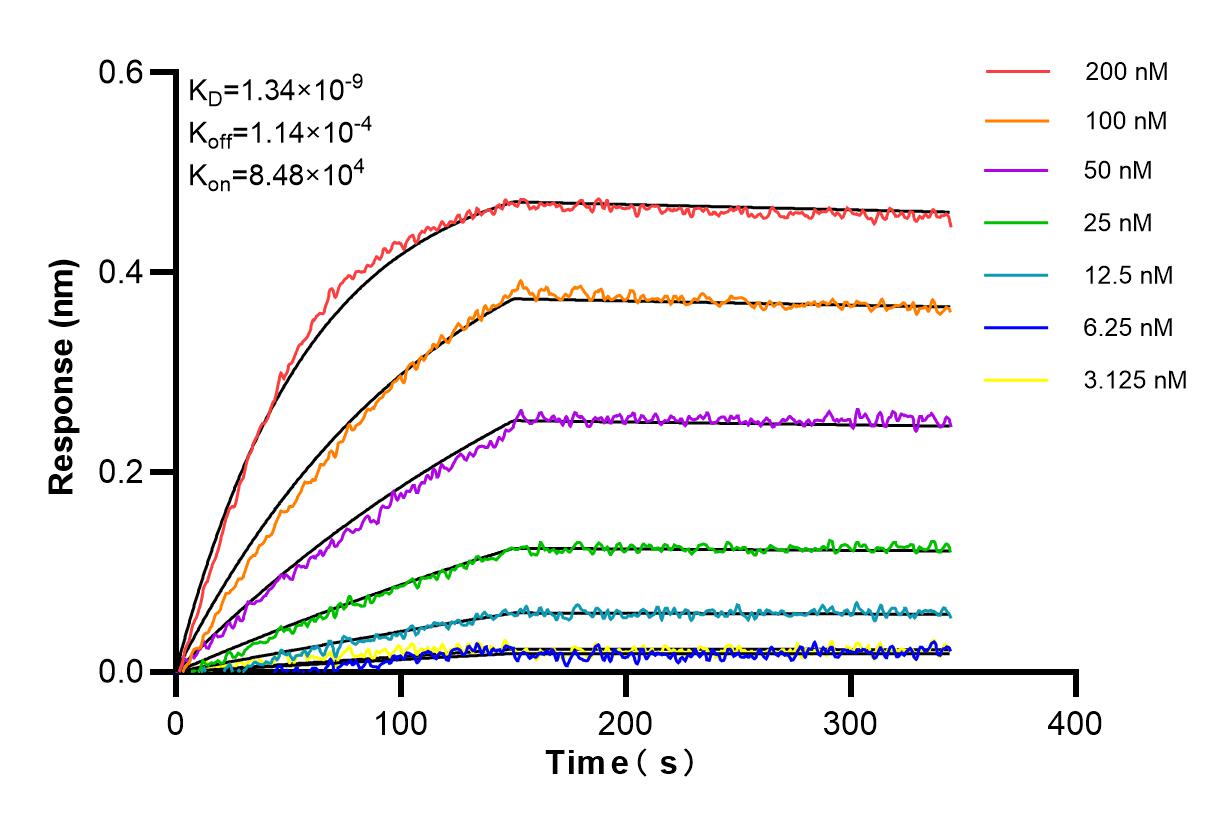 Affinity and Kinetic Characterization of 84058-4-RR