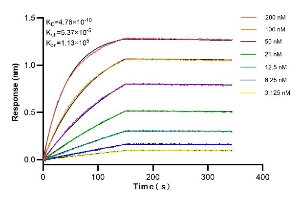 Affinity and Kinetic Characterization of 84060-5-RR