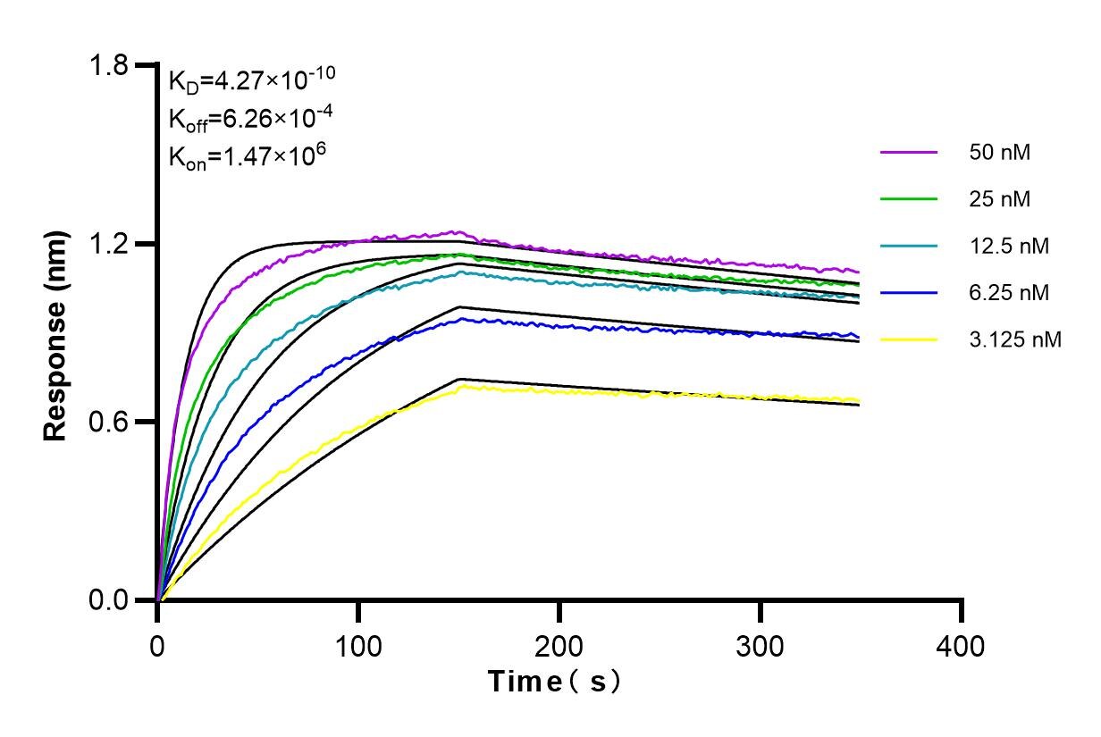 Affinity and Kinetic Characterization of 84068-4-RR