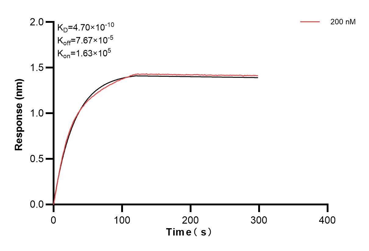 Biolayer interferometry (BLl) kinetic assays of 84075-4-PBS against Human PRG3 were performed. The affinity constant is 0.47 nM. Affinity of 84075-4-PBS