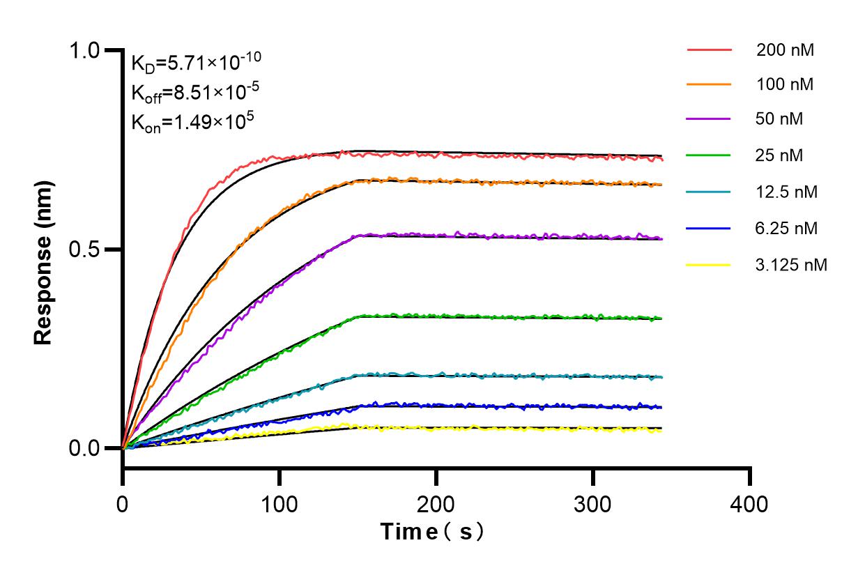 Affinity and Kinetic Characterization of 84092-1-RR
