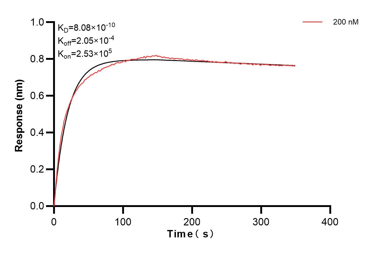 Biolayer interferometry (BLl) kinetic assay of 84111-2-PBS against Mouse E-cadherin was performed. The affinity constant is 0.808 nM. Affinity and Kinetic Characterization of 84111-2-PBS