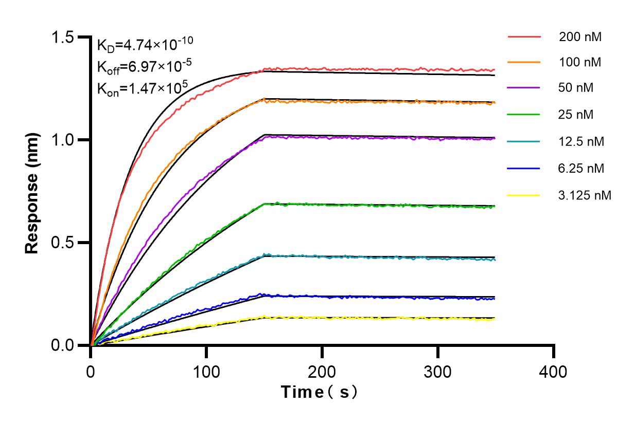 Affinity and Kinetic Characterization of 84131-5-RR