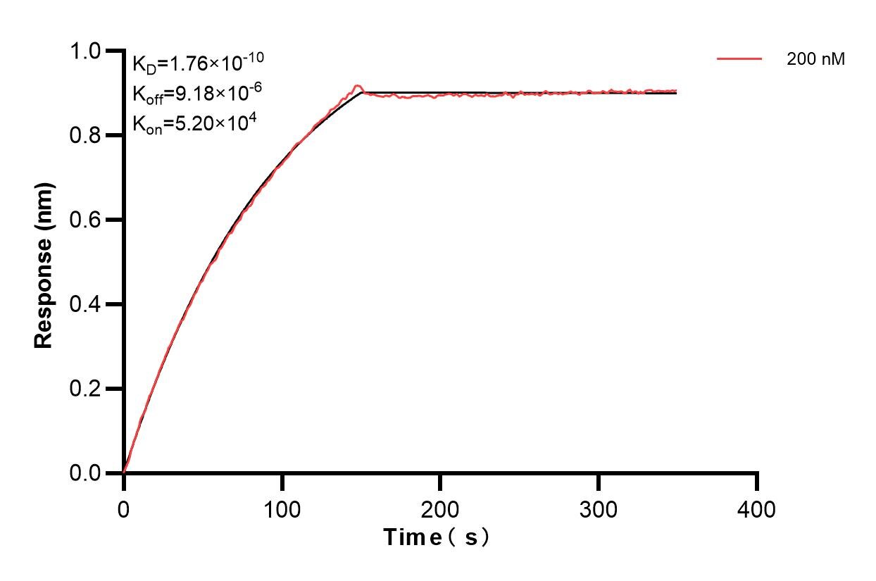 Biolayer interferometry (BLl) kinetic assay of 84134-1-PBS against Human PCDH8 was performed. The affinity constant is 0.176 nM. Affinity and Kinetic Characterization of 84134-1-PBS