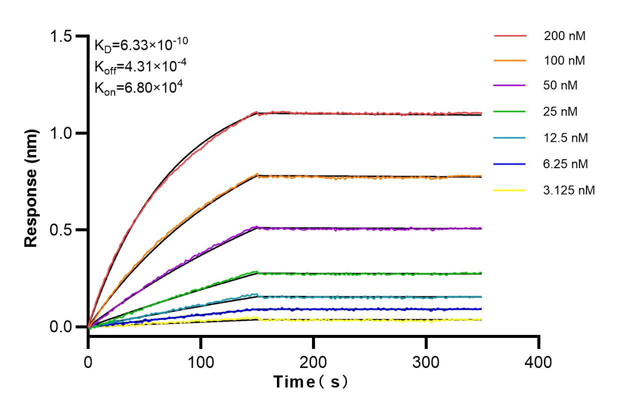 Affinity and Kinetic Characterization of 84134-3-RR