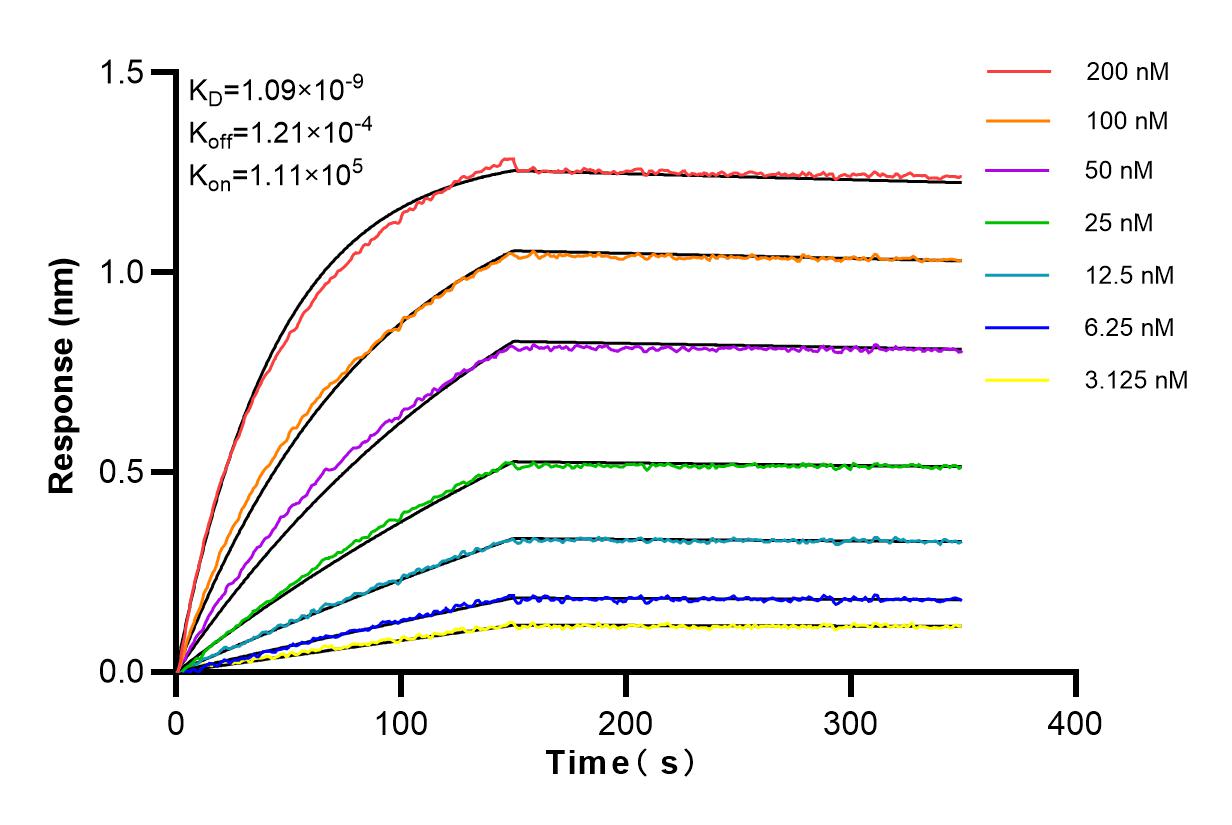 Affinity and Kinetic Characterization of 84149-1-RR
