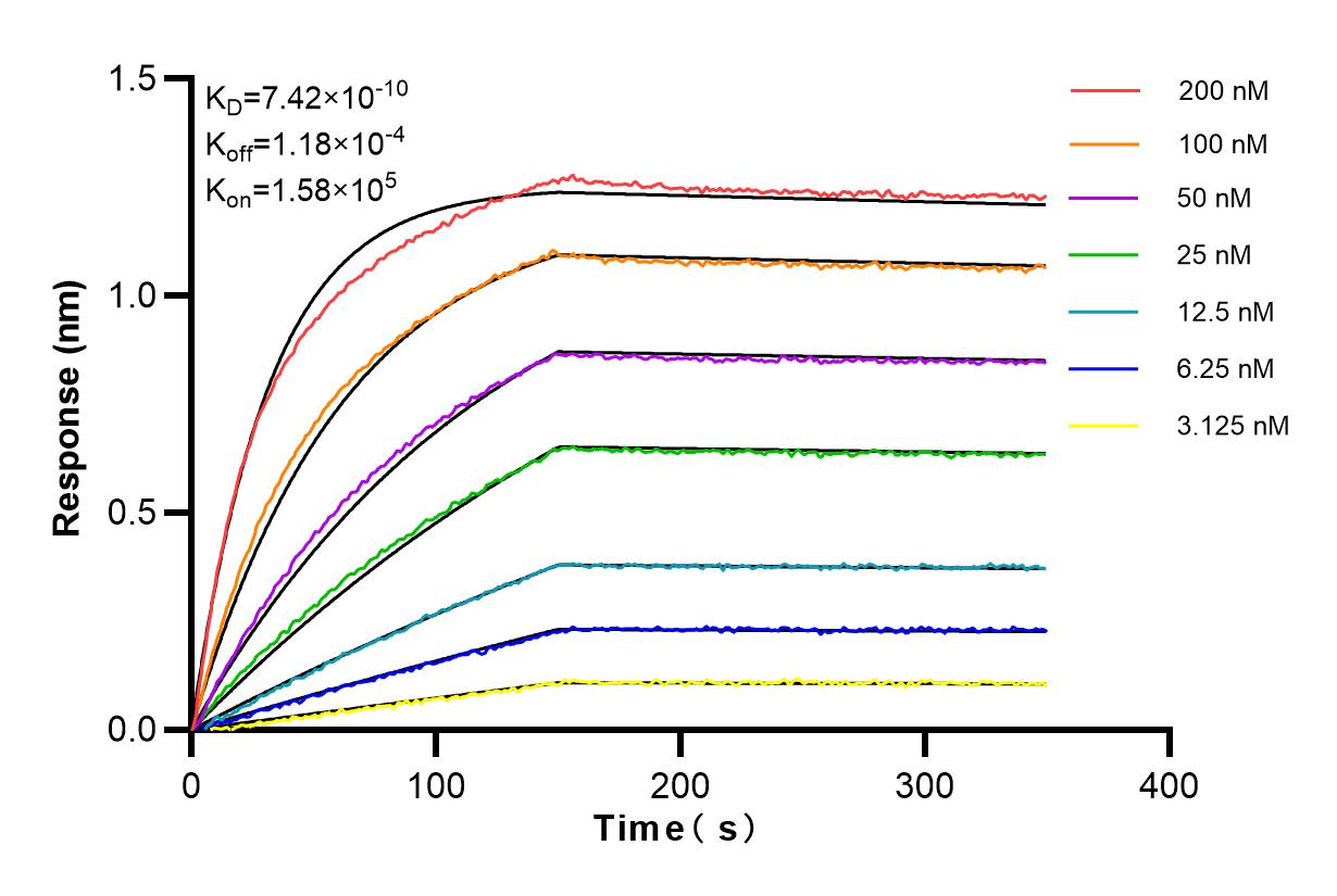 Affinity and Kinetic Characterization of 84149-4-RR