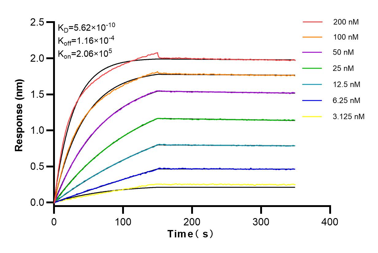 Affinity and Kinetic Characterization of 84171-3-RR