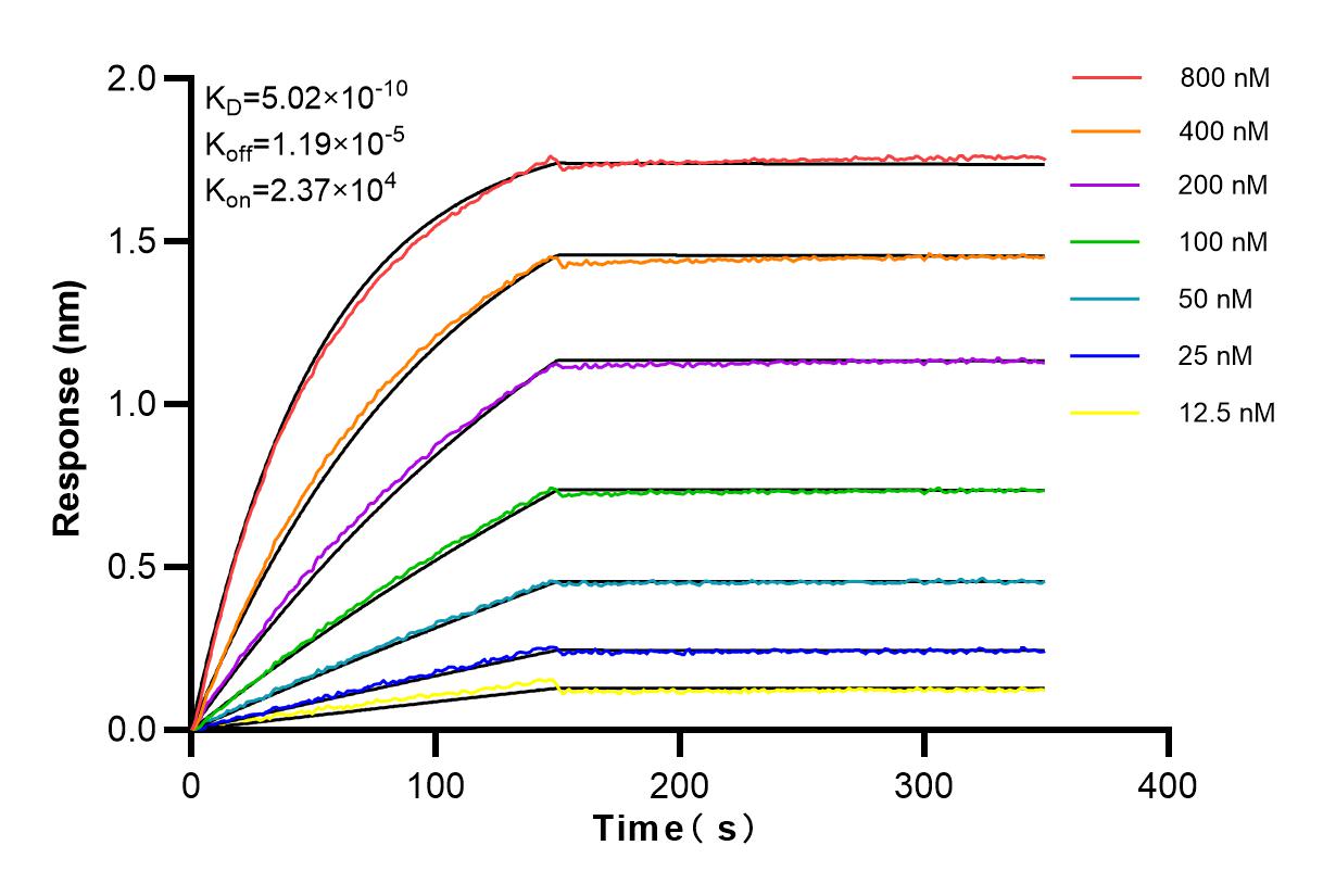 Affinity and Kinetic Characterization of 84174-3-RR