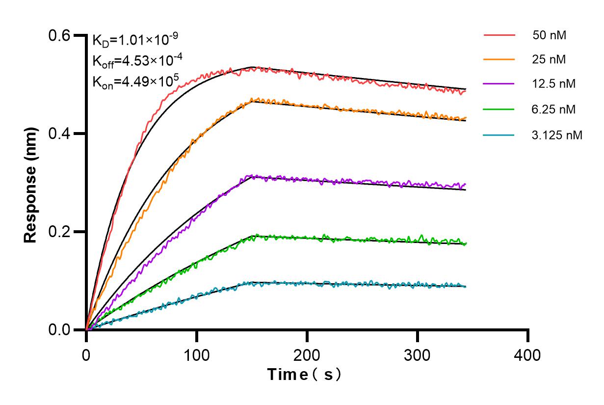Affinity and Kinetic Characterization of 84186-1-PBS