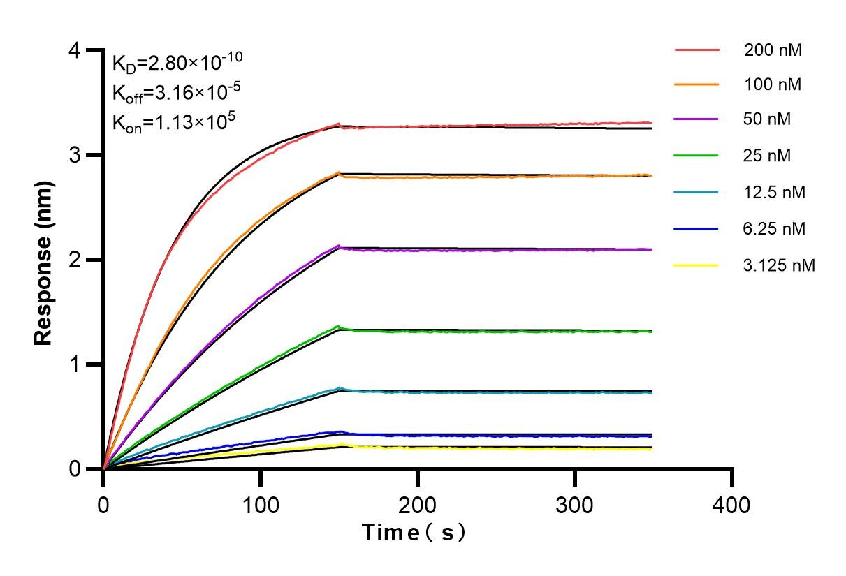 Affinity and Kinetic Characterization of 84189-4-RR