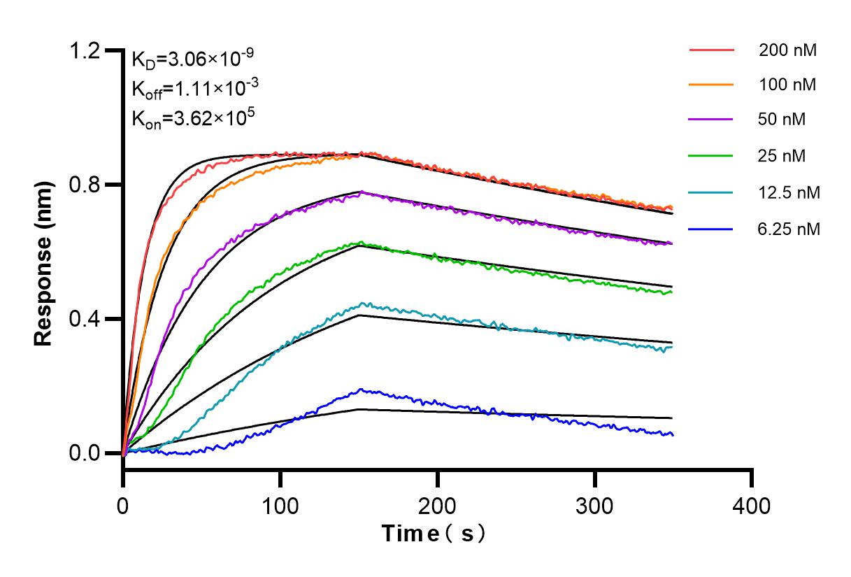 Affinity and Kinetic Characterization of 84203-5-RR