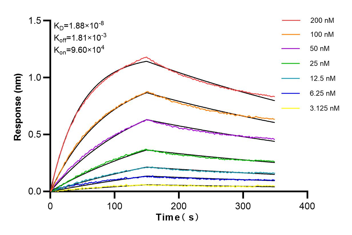 Affinity and Kinetic Characterization of 84205-4-RR
