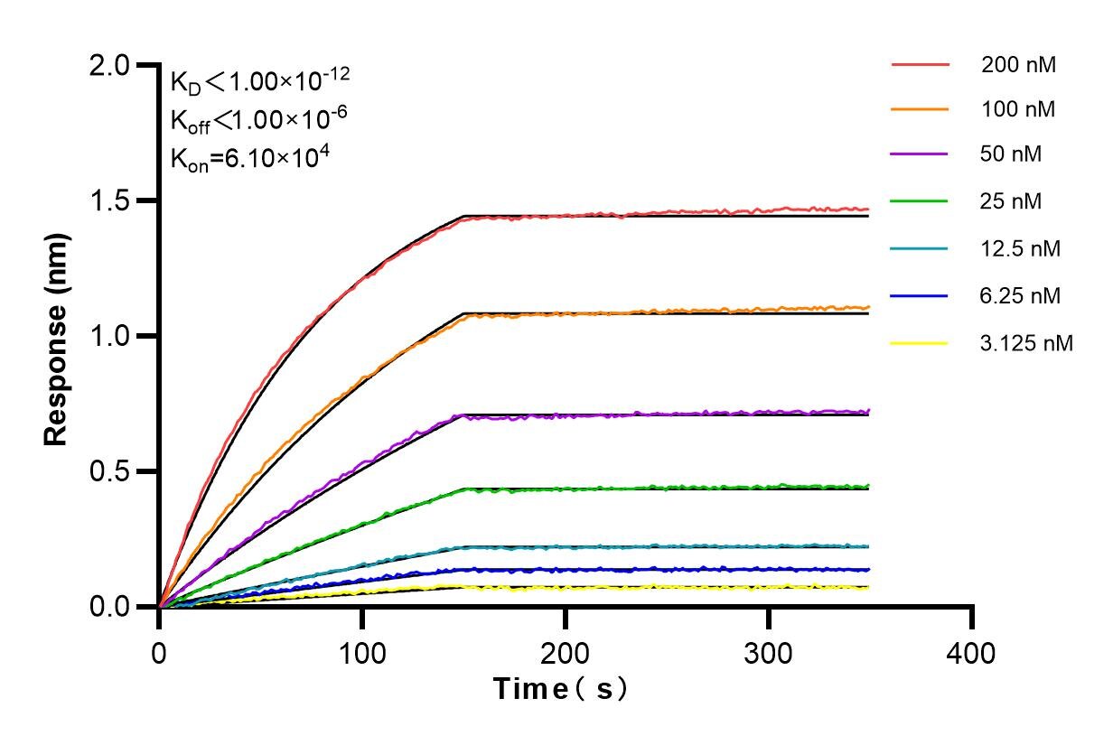 Affinity and Kinetic Characterization of 84230-2-RR