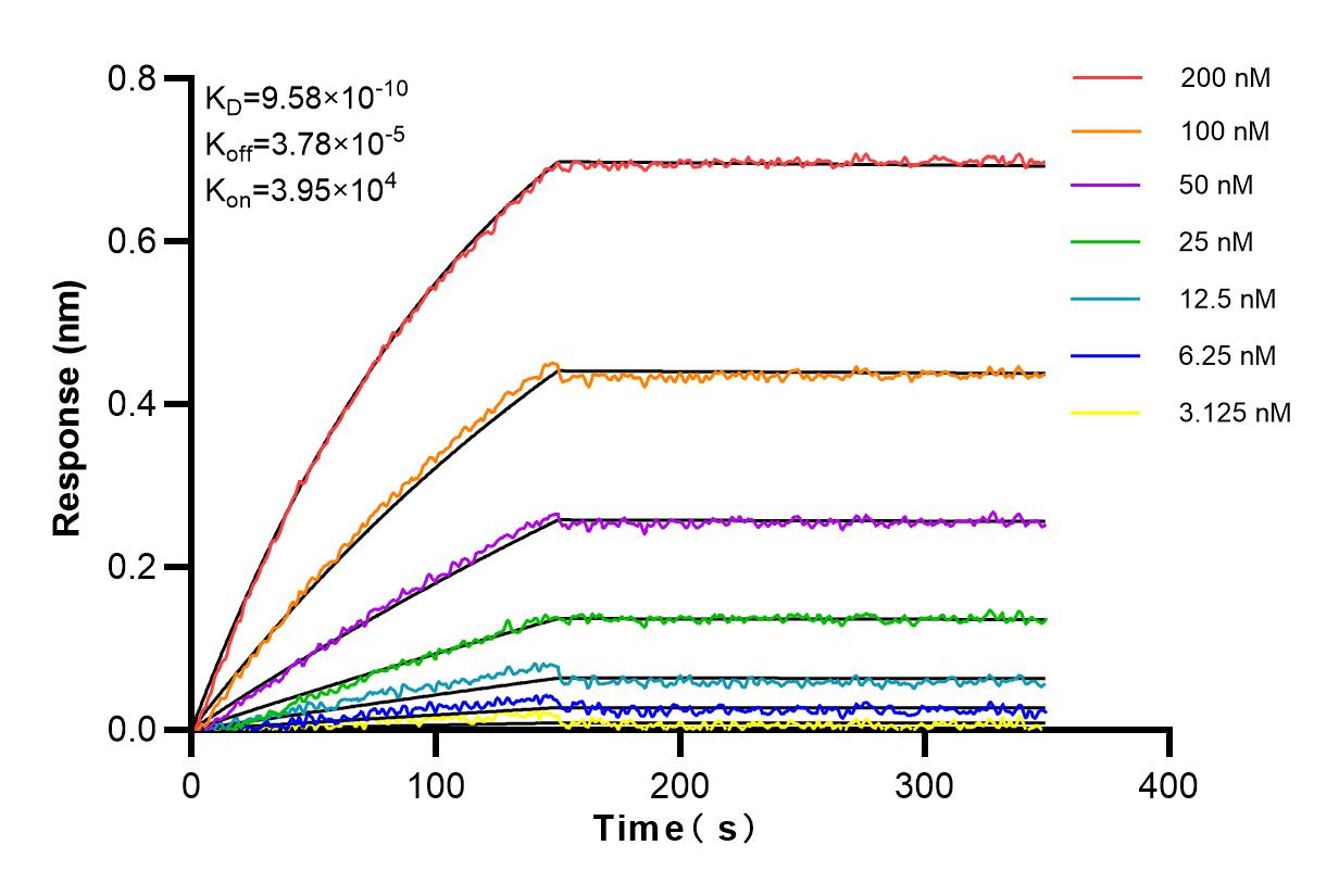 Affinity and Kinetic Characterization of 84230-4-RR