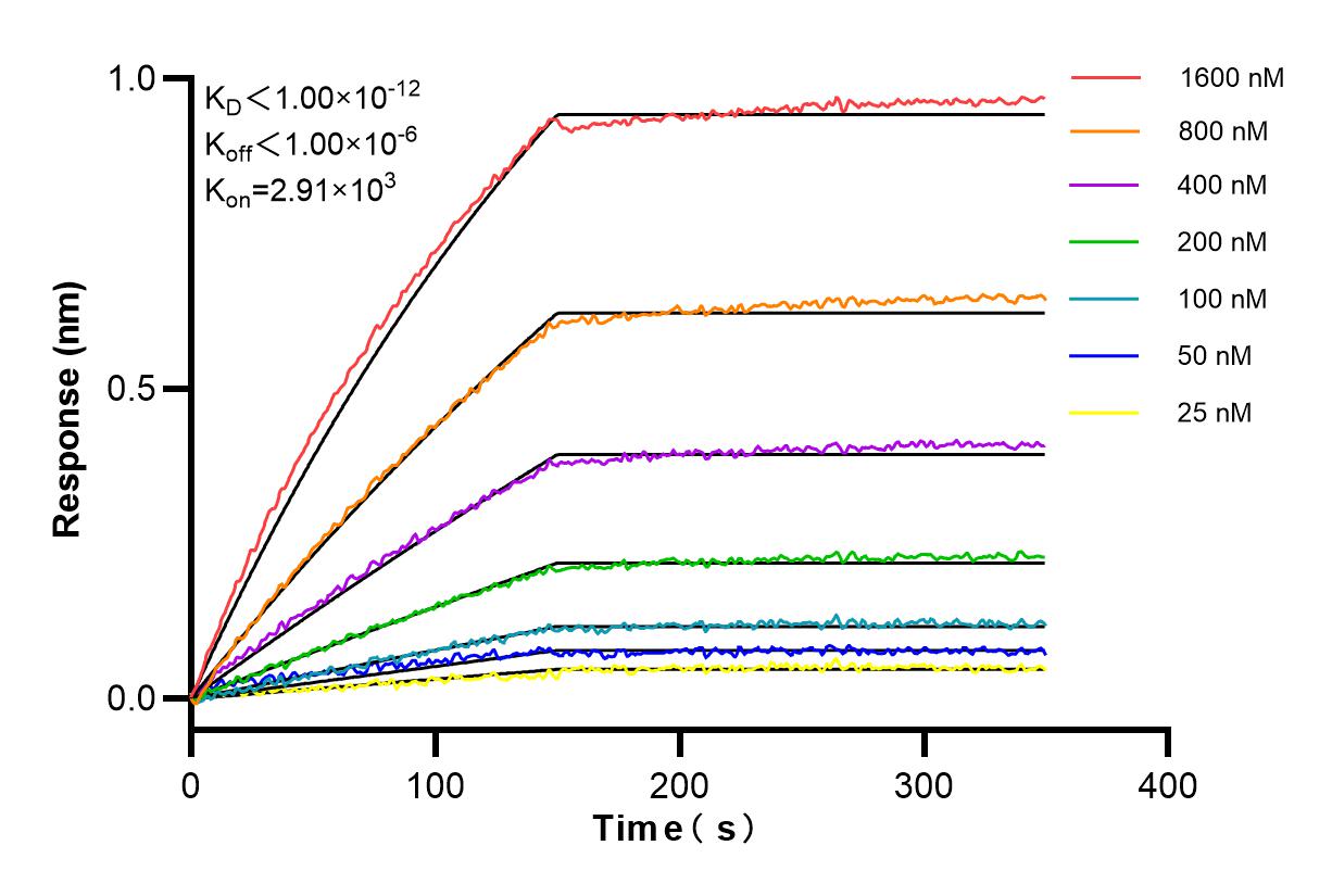 Affinity and Kinetic Characterization of 84230-5-RR