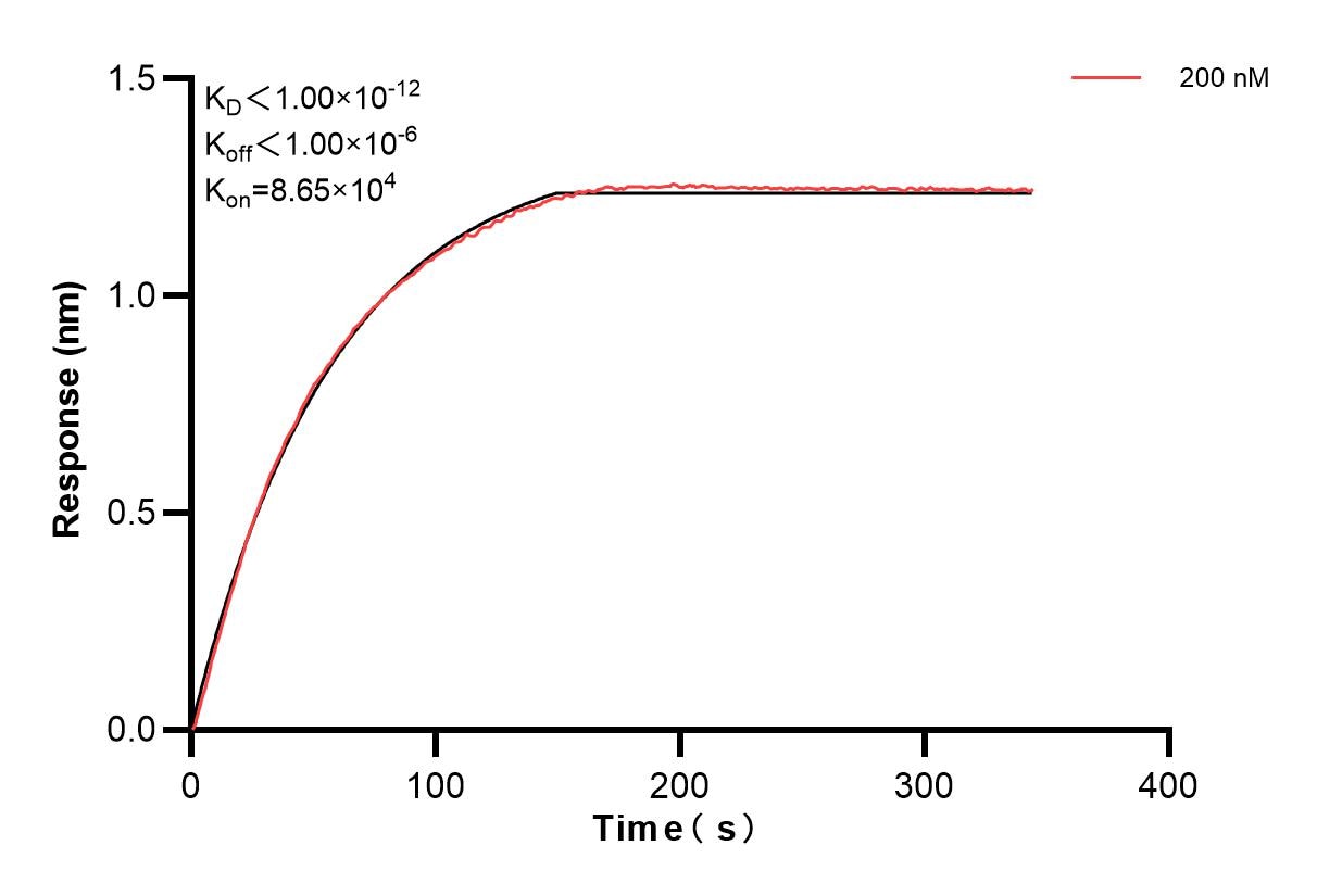 Affinity and Kinetic Characterization of 84253-1-PBS Affinity and Kinetic Characterization of 84253-1-PBS