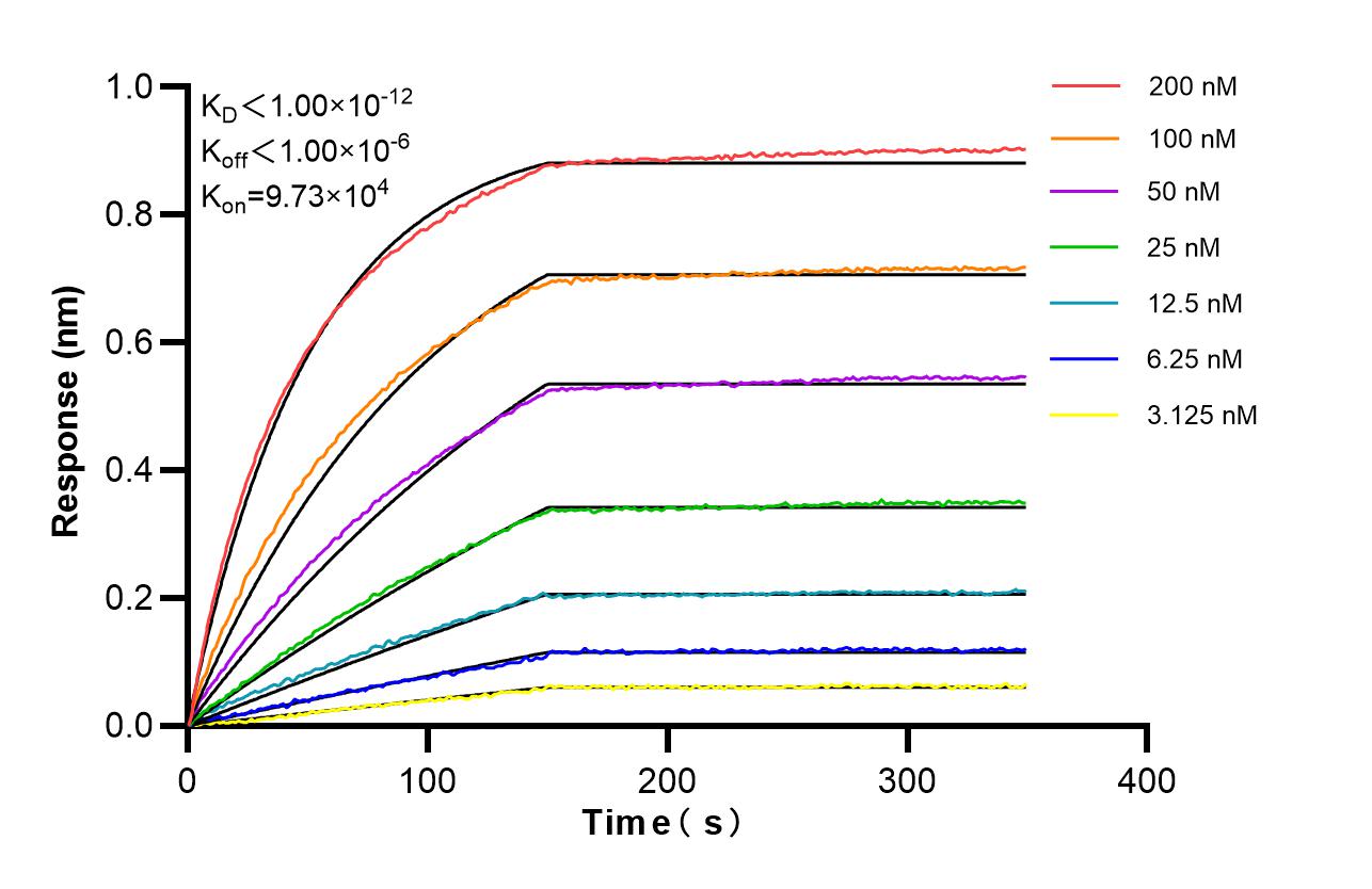 Biolayer interferometry (BLl) kinetic assays of 84256-1-RR against Human IL3RA/CD123 were performed. The affinity constant is below 1 pM. Affinity of 84256-1-RR