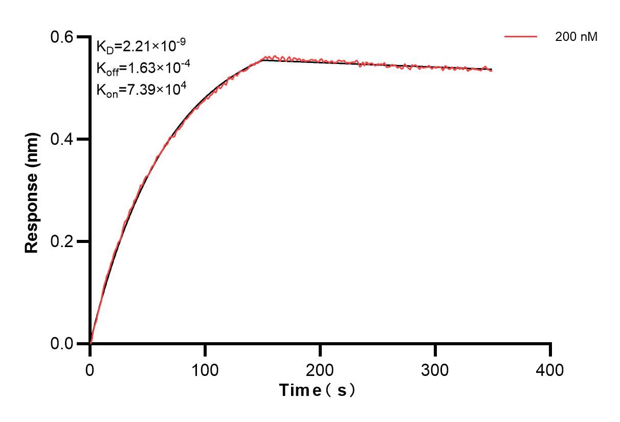 Biolayer interferometry (BLl) kinetic assays of 84259-6-PBS against Human C-Kit were performed. The affinity constant is 2.21 nM. Affinity and Kinetic Characterization of 84259-6-PBS