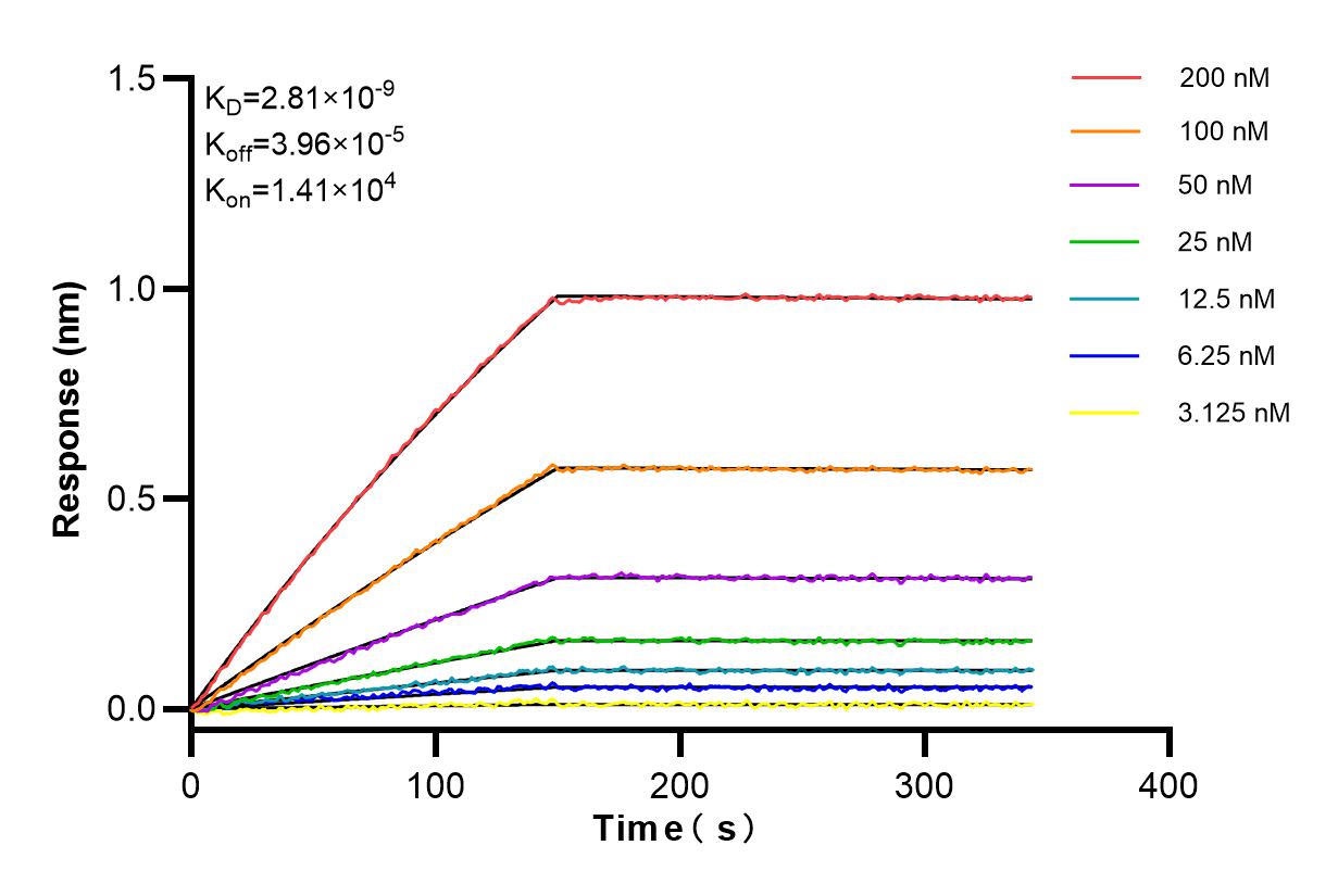 Affinity and Kinetic Characterization of 84297-1-RR