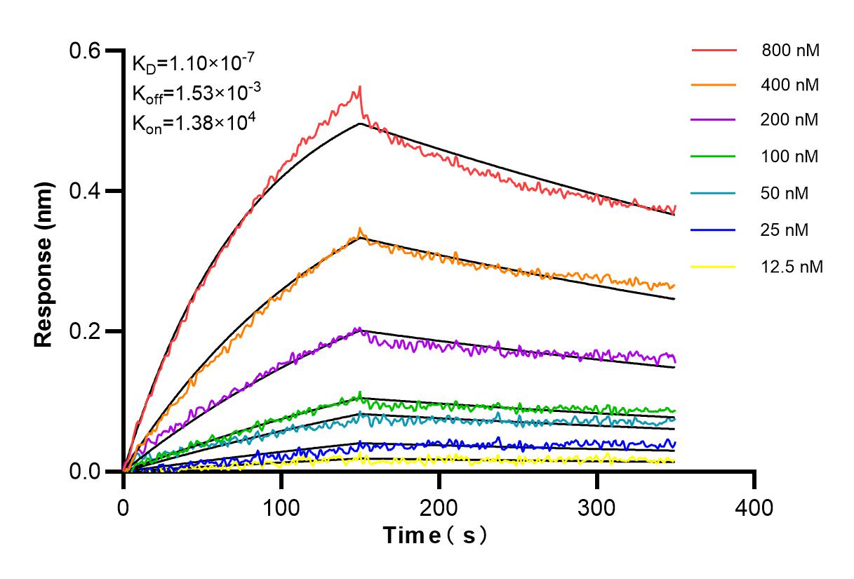 Affinity and Kinetic Characterization of 84304-5-RR
