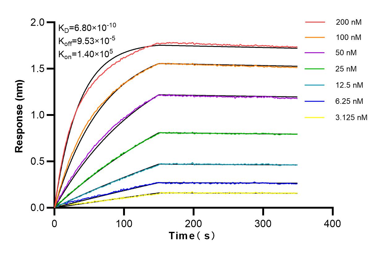 Affinity and Kinetic Characterization of 84311-6-RR