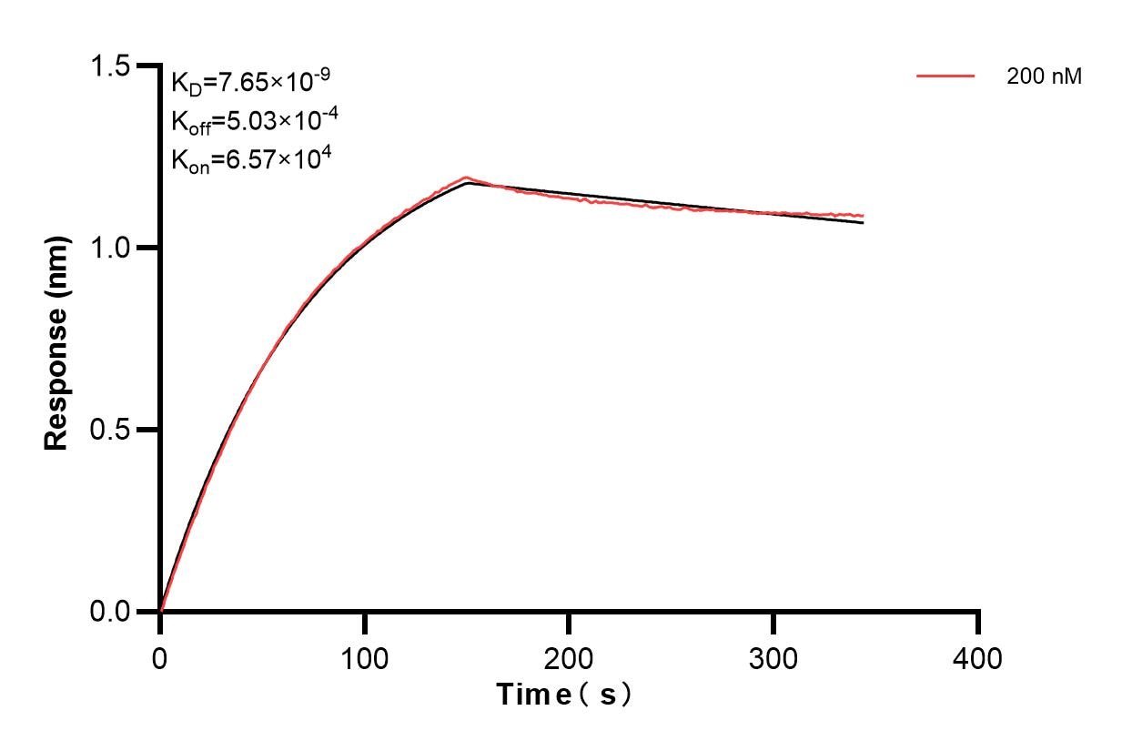 Biolayer interferometry (BLl) kinetic assay of 84312-3-PBS against Human MCTS1 were performed. The affinity constant is 7.65 nM. Affinity of 84312-3-PBS