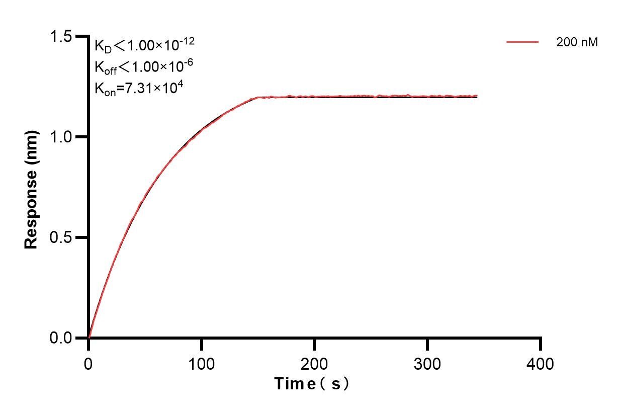 Biolayer interferometry (BLl) kinetic assay of 84312-4-PBS against Human MCTS1 were performed. The affinity constant is below 1 pM. Affinity of 84312-4-PBS