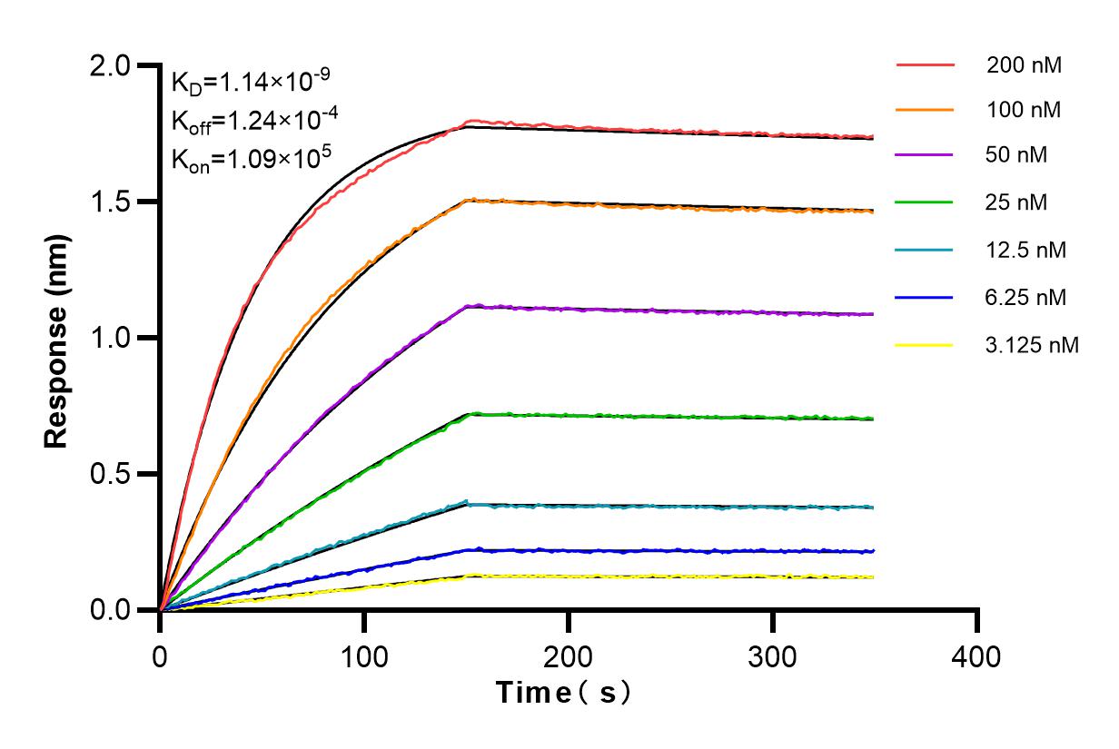 Affinity and Kinetic Characterization of 84313-1-RR