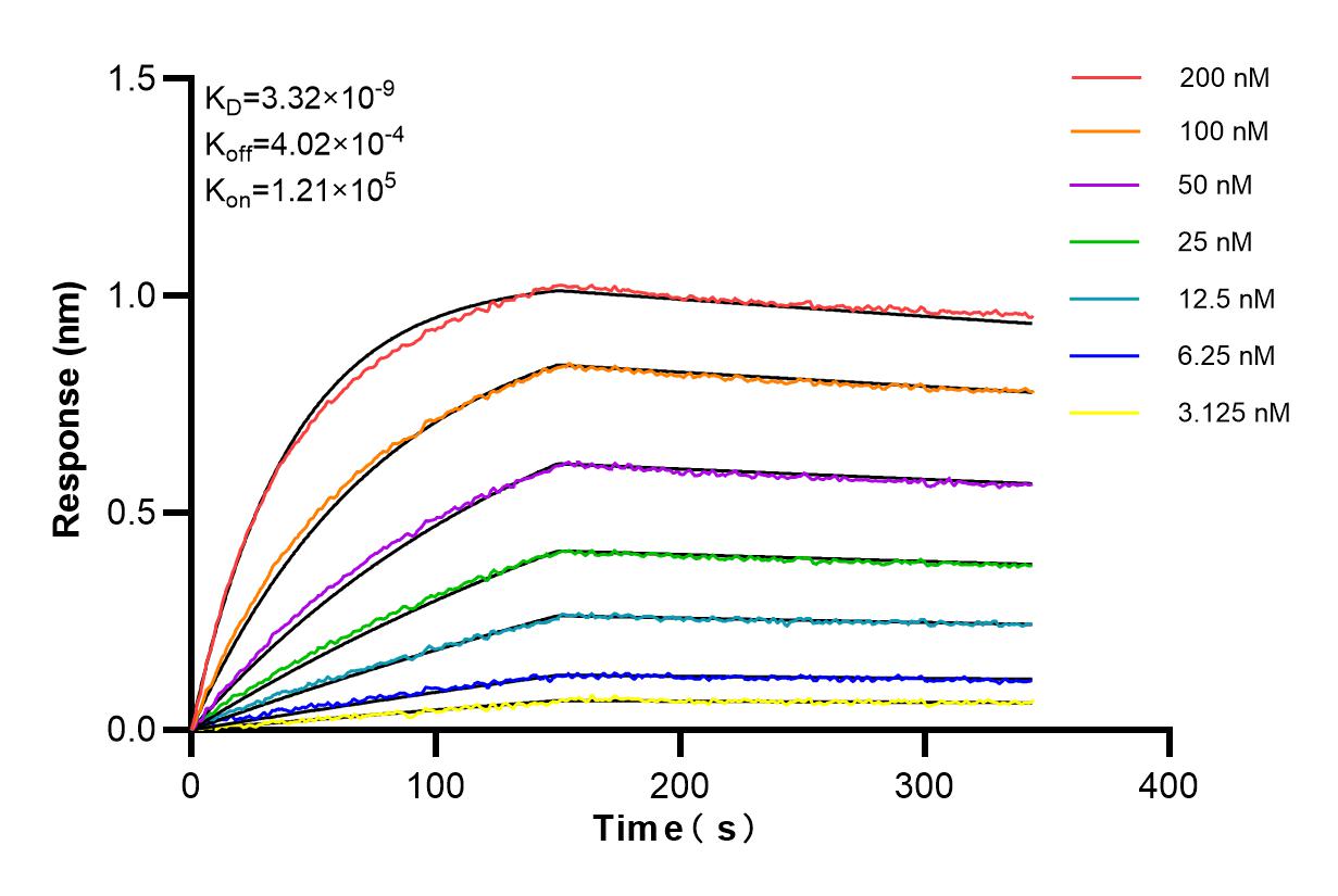 Affinity and Kinetic Characterization of 84339-3-RR