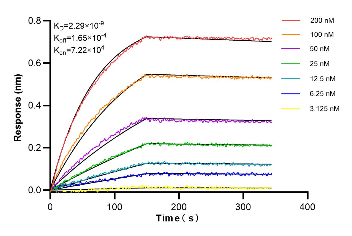 Affinity and Kinetic Characterization of 84339-4-RR
