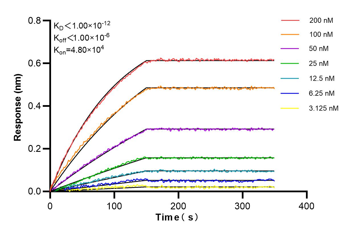 Affinity and Kinetic Characterization of 84339-5-RR