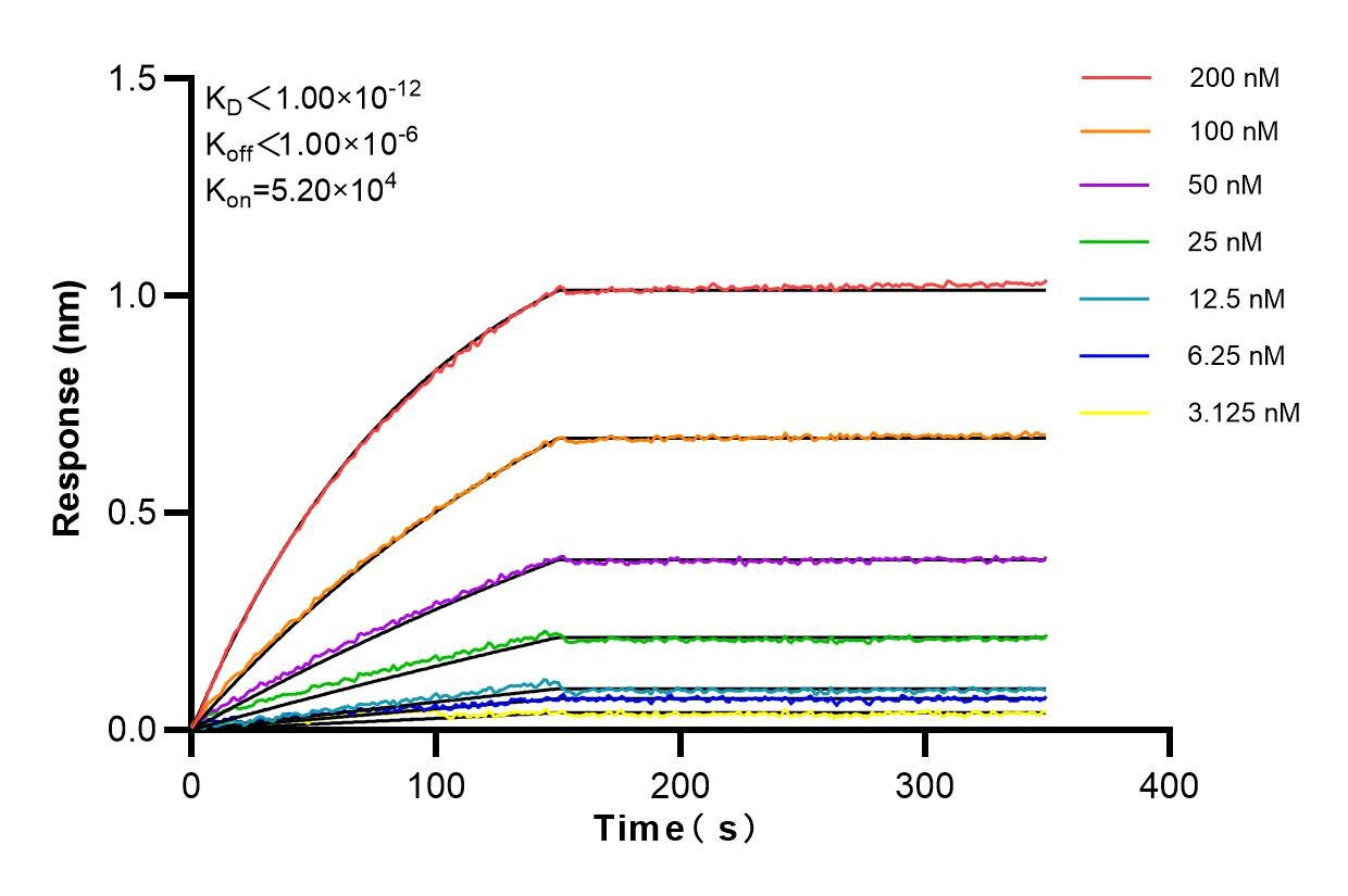 Affinity and Kinetic Characterization of 84354-1-RR