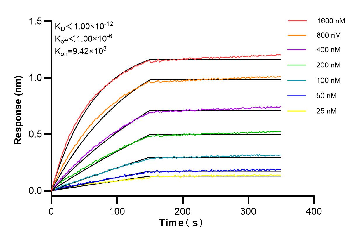 Affinity and Kinetic Characterization of 84359-3-RR