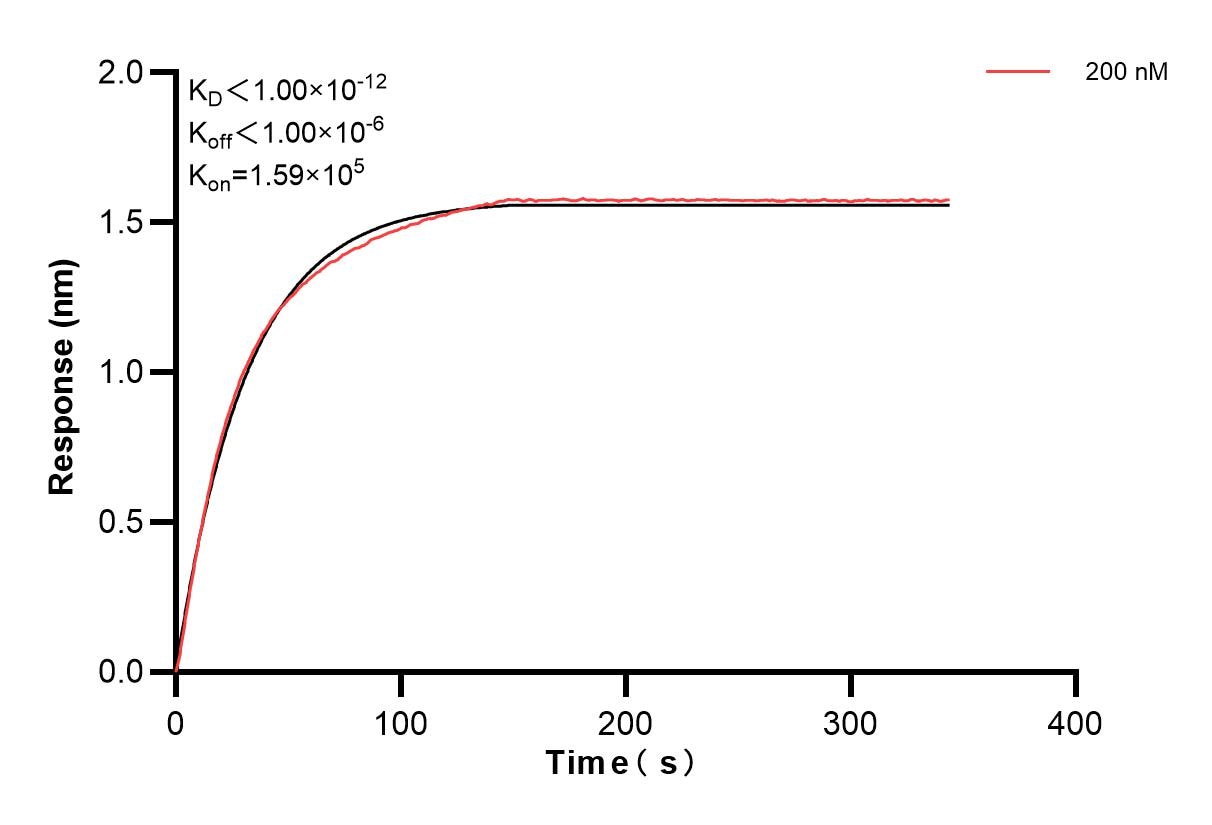 Biolayer interferometry (BLl) kinetic assay of 84362-2-PBS against Human Kindlin 2 was performed. The affinity constant is below 1 pM. Affinity of 84362-2-PBS