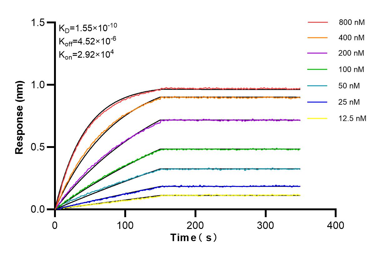 Affinity and Kinetic Characterization of 84365-5-RR