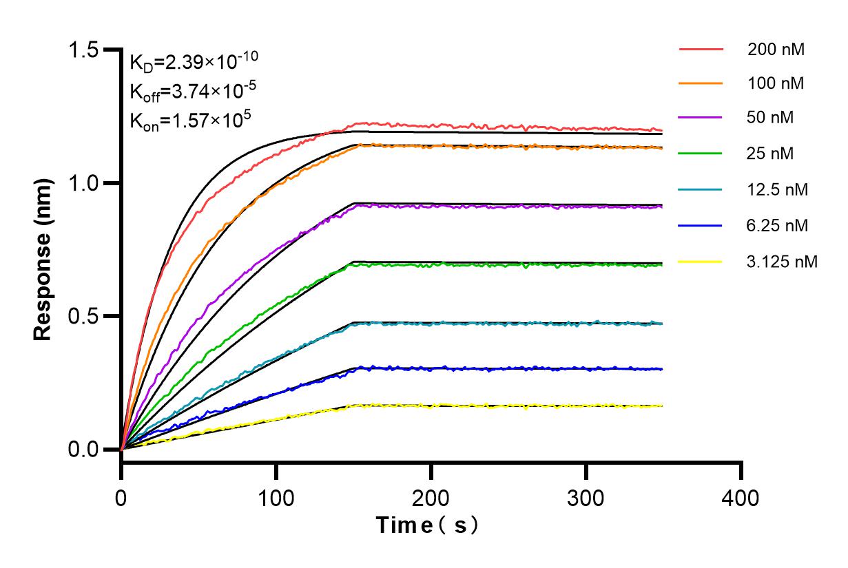 Affinity and Kinetic Characterization of 84385-3-RR