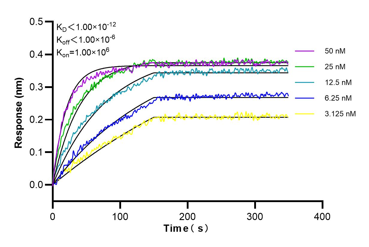 Affinity and Kinetic Characterization of 84388-5-RR