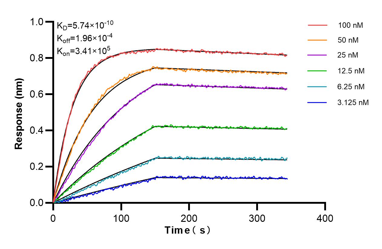 Biolayer interferometry (BLl) kinetic assays of 84390-2-PBS against Human IL-18R1 were performed. The affinity constant is 0.574 nM. Affinity and Kinetic Characterization of 84390-2-PBS