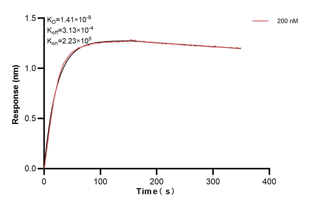Biolayer interferometry (BLl) kinetic assay of 84391-3-PBS against Human IL-12RB1/CD212 was performed. The affinity constant is 1.41 nM. Affinity and Kinetic Characterization of 84391-3-PBS