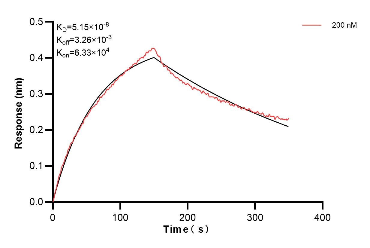 Biolayer interferometry (BLl) kinetic assay of 84391-4-PBS against Human IL-12RB1/CD212 was performed. The affinity constant is 51.5 nM. Affinity and Kinetic Characterization of 84391-4-PBS