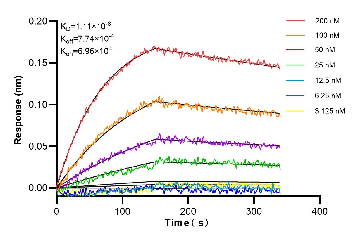 Affinity and Kinetic Characterization of 84398-3-RR