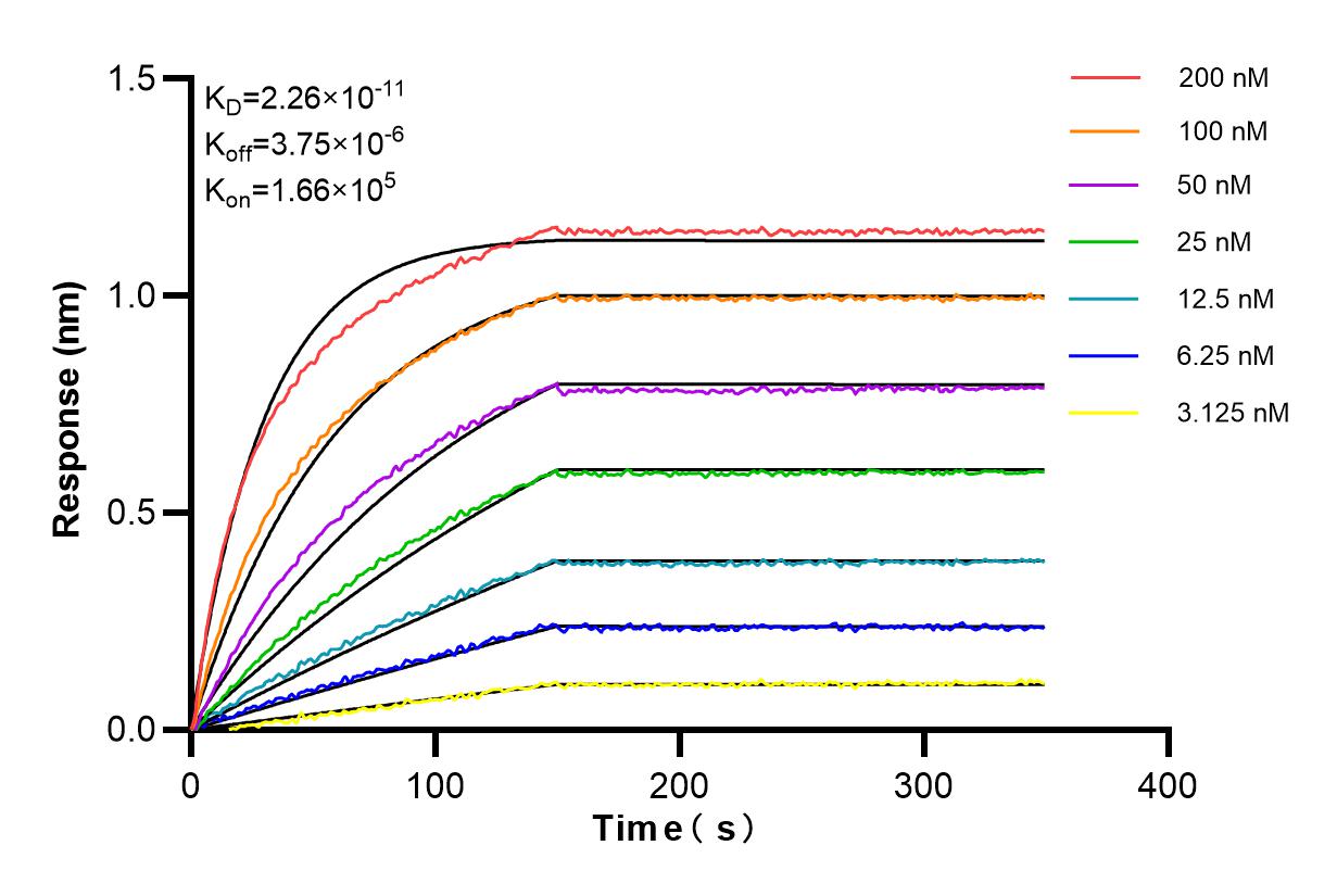 Affinity and Kinetic Characterization of 84410-1-RR